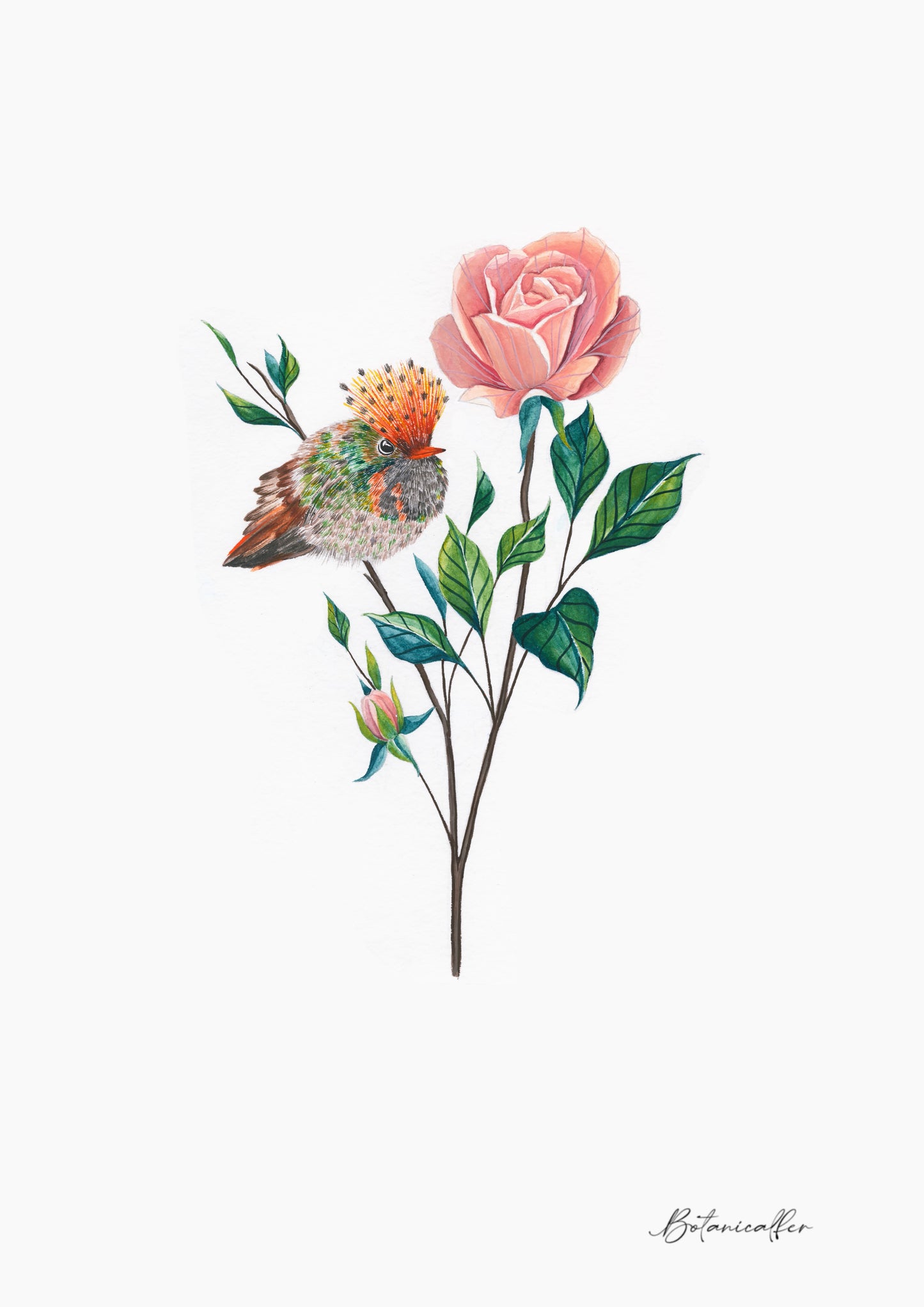 Frilled Coquette Hummingbird