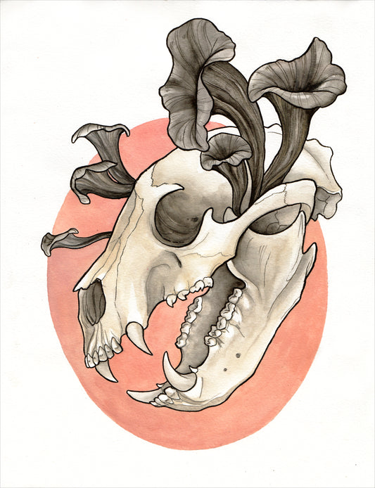 Bear Skull