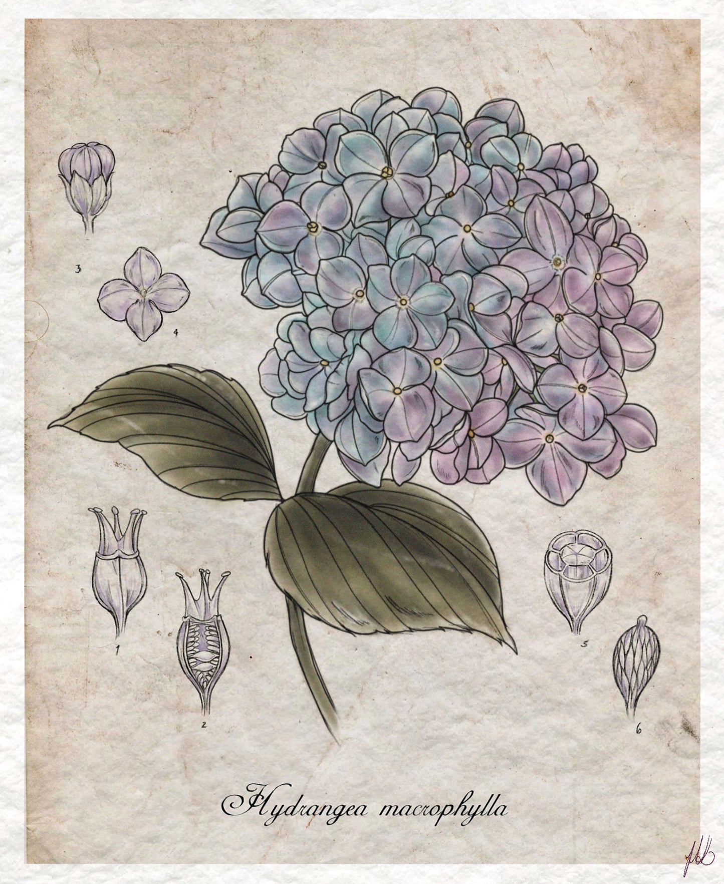 Hydrangea
