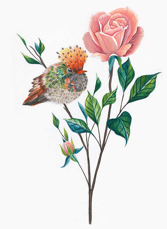 Frilled Coquette Hummingbird
